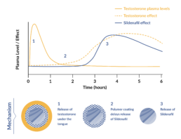graph comparing plasma level or effect with time in hours of the testosterone and sildenafil in a lybrido pill
